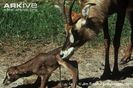 Female-roan-antelope-cleaning-newborn