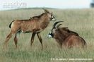 Female-roan-antelope-with-young