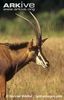 Female-sable-antelope