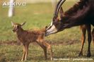 Female-sable-antelope-cleaning-newborn-infant