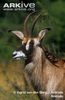 Male-roan-antelope