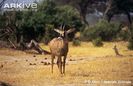 Roan-Antelope