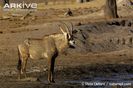 Roan-antelope-at-waterhole