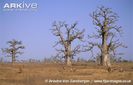 Roan-Antelope-herd-near-baobab-trees