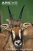 Roan-antelope-portrait