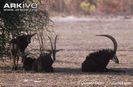 Roosevelts-sable-resting-in-shade