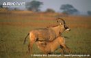 Young-roan-antelope-suckling