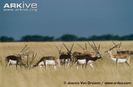 Bachelor-herd-of-blackbucks