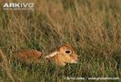 Juvenile-blackbuck-laying-in-long-grass