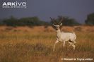 Leucistic-male-blackbuck