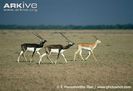 Male-blackbuck-individual-level-of-maturity-increases-from-right-to-left