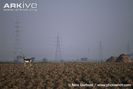 Male-blackbuck-in-ploughed-field