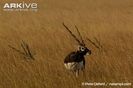 Male-blackbucks-resting-in-long-grass