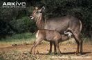 Ellipsen-waterbuck-female-with-suckling-young