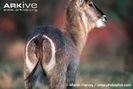 Ellipsen-waterbuck-with-characteristic-white-ring-on-rump