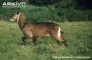 Female-Defassa-waterbuck-caught-in-a-snare