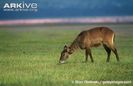 Female-Defassa-waterbuck-grazing