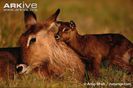 Female-Defassa-waterbuck-with-newborn-calf