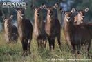 Group-of-female-Defassa-waterbuck