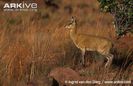 Female-klipspringer