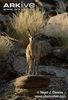 Klipspringer-front-view