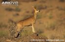 Klipspringer-on-look-out