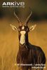 Blesbok-grazing-on-grass