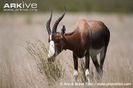 Bontebok-grazing-ssp-pygargus