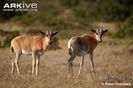 Bontebok-infants-ssp-pygargus