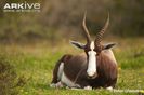 Bontebok-lying-down