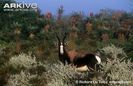 Bontebok-ssp-pygargus-in-habitat