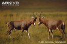 Two-male-blesboks-sparring