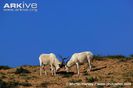 Addax-males-interacting