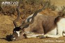 Addax-resting