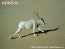 Addax-running