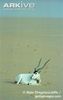 Addax-sitting-in-desert