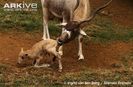 Addax-with-newborn-calf