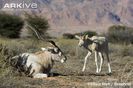 Adult-addax-and-calf