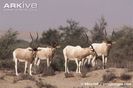 Herd-of-addax