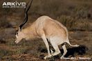 Male-addax-marking-territory-with-faeces