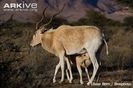 Young-addax-suckling