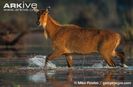 Female-nilgai-walking-through-shallow-water