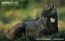 Male-nilgai-lying-down-with-mouth-open