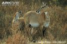 Nilgai-female-and-young