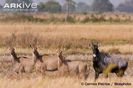 Nilgai-group-male-with-females