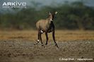 Nilgai-male-running