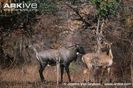 Rutting-male-nilgai-approaching-female