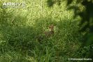 Abbotts-duiker-in-long-grass