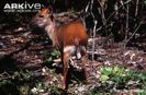 captive-aders-duiker-rear-view