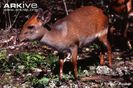 captive-aders-duiker-young-male